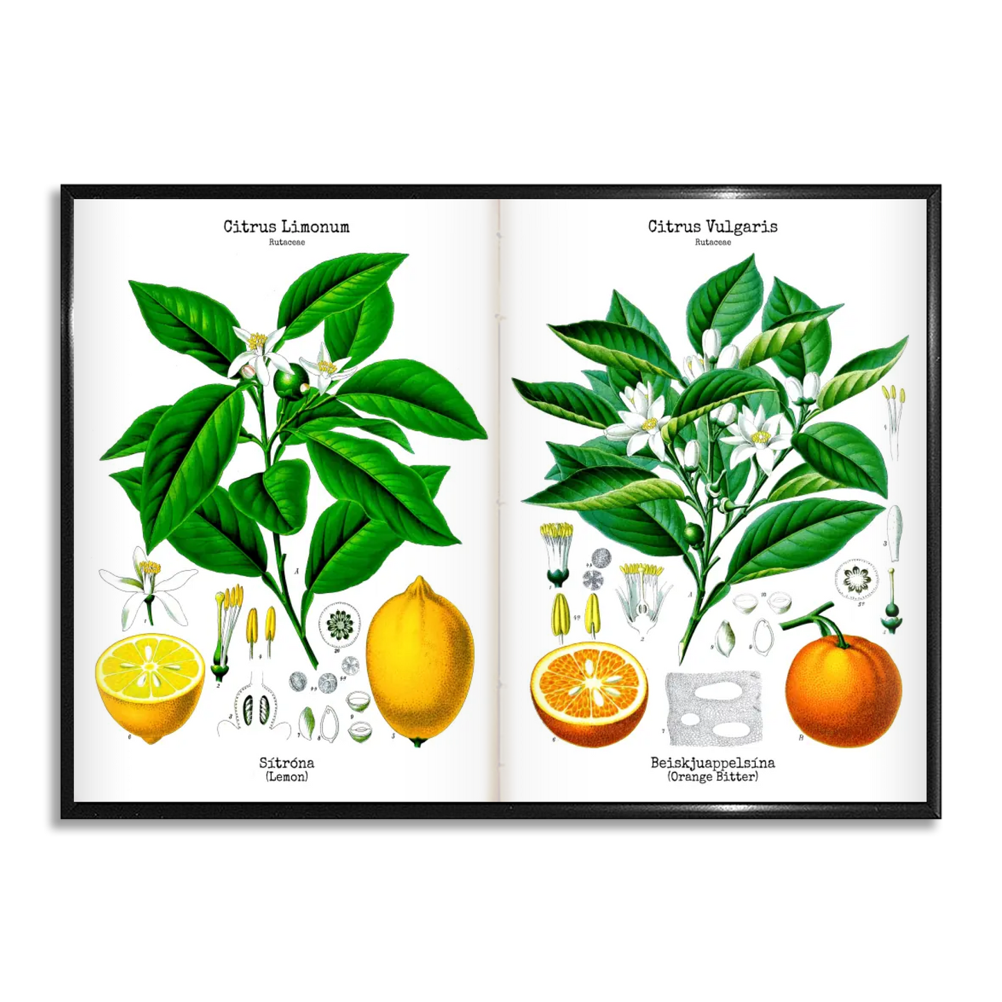 Wall art - Ready-made design - Köhler's Medicinal Plants