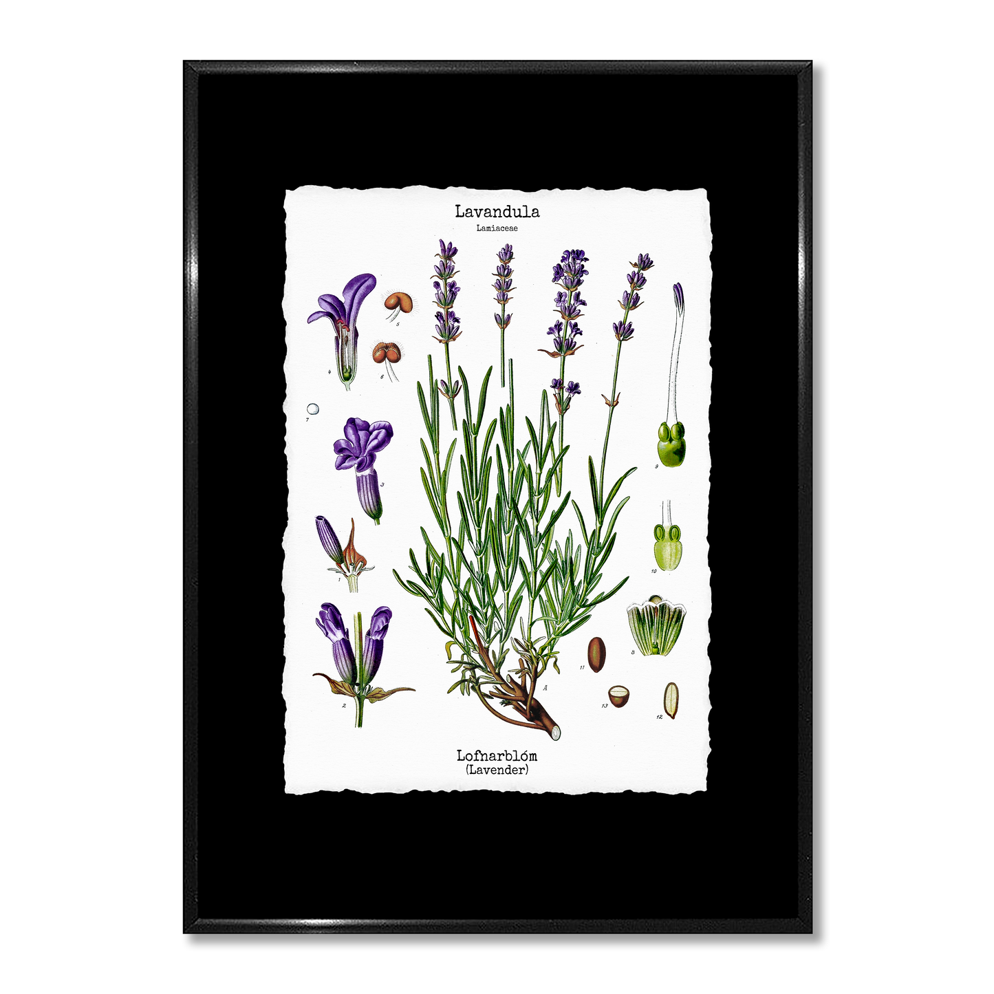 Wall art - Our design - Page out of Köhler's Medicinal Plants