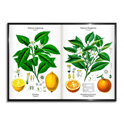 Wall art - Ready-made design - Köhler's Medicinal Plants