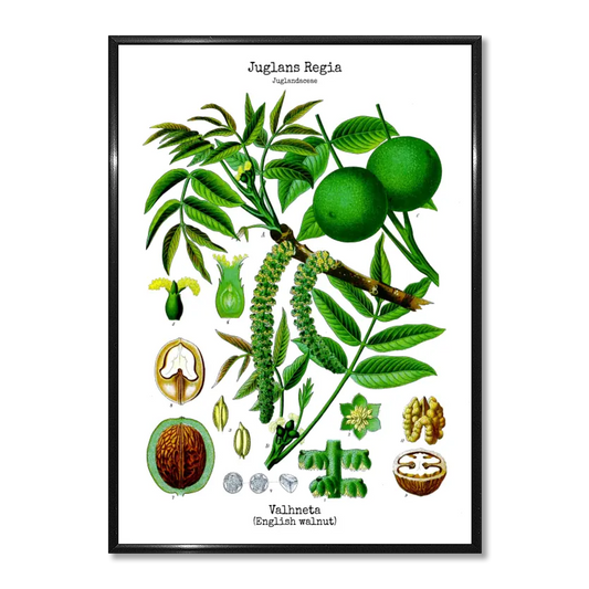 Wall art - Ready-made design - Köhler's Medicinal Plants