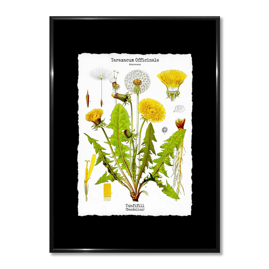 Wall art - Ready-made design - Page out of Köhler's Medicinal Plants