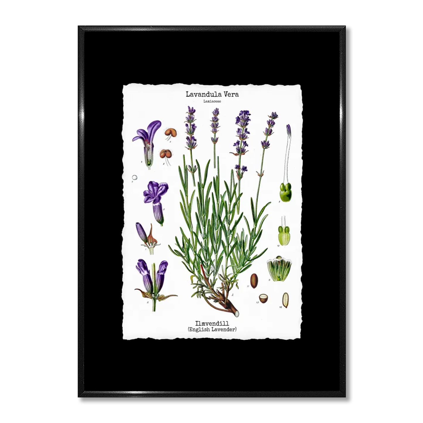 Wall art - Ready-made design - Page out of Köhler's Medicinal Plants
