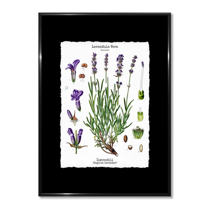 Wall art - Ready-made design - Page out of Köhler's Medicinal Plants