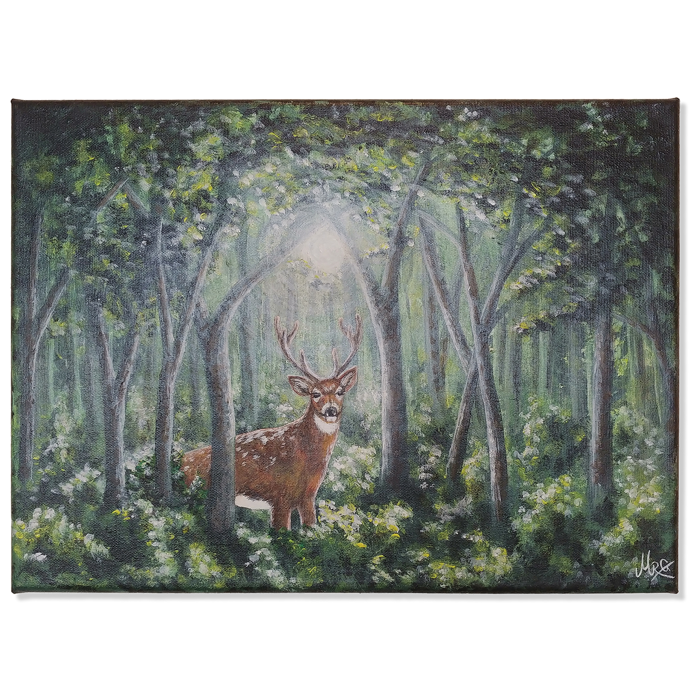 Inn í skóginn - Dádýr